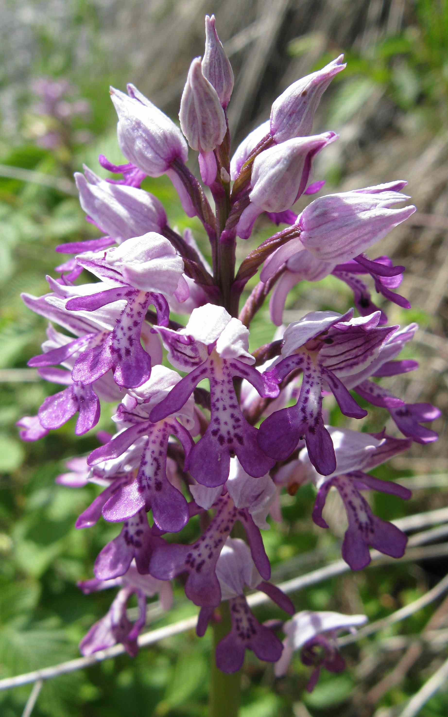 orchidea Parco Regionale Dolomiti Friulane